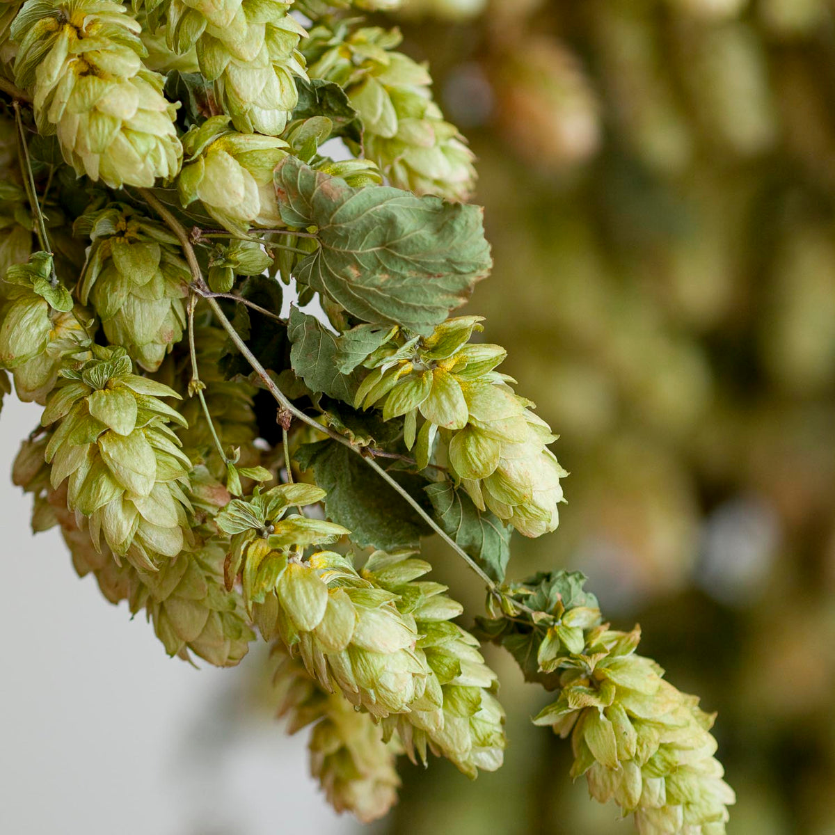DRIED HOP BINE
