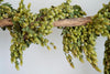 CASTLE FARM DRIED HOP BINE