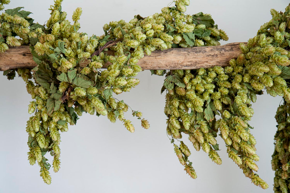 DRIED HOP BINE