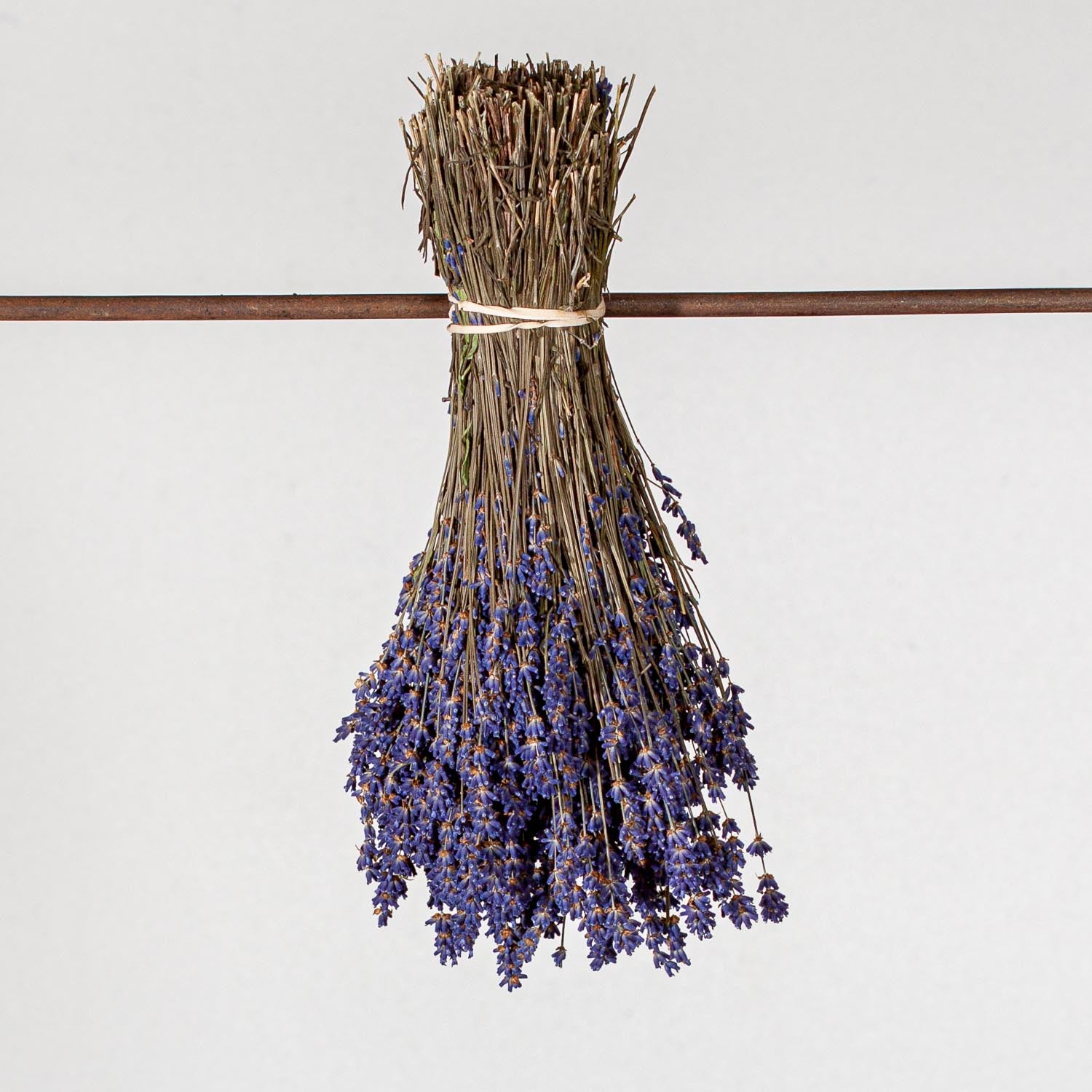 Bundle of dried lavender hanging upside down