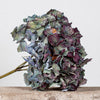 DRIED HYDRANGEA - PURPLE / BLUE / GREEN