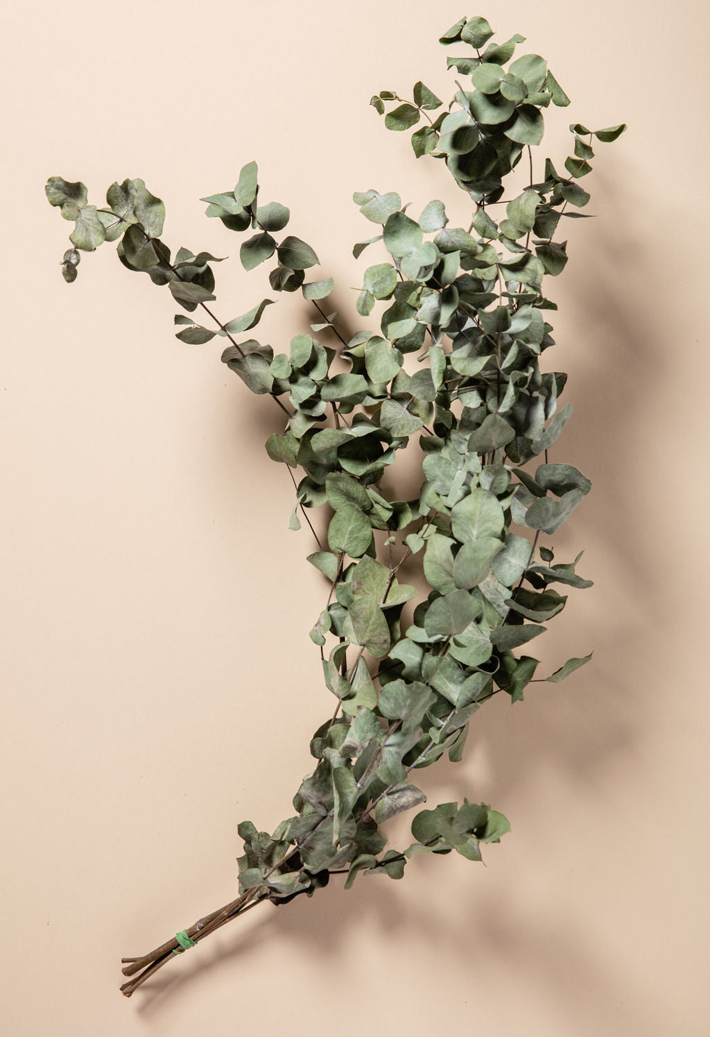 DRIED EUCALYPTUS BUNCH