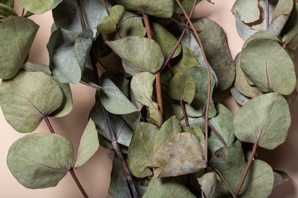 DRIED EUCALYPTUS BUNCH