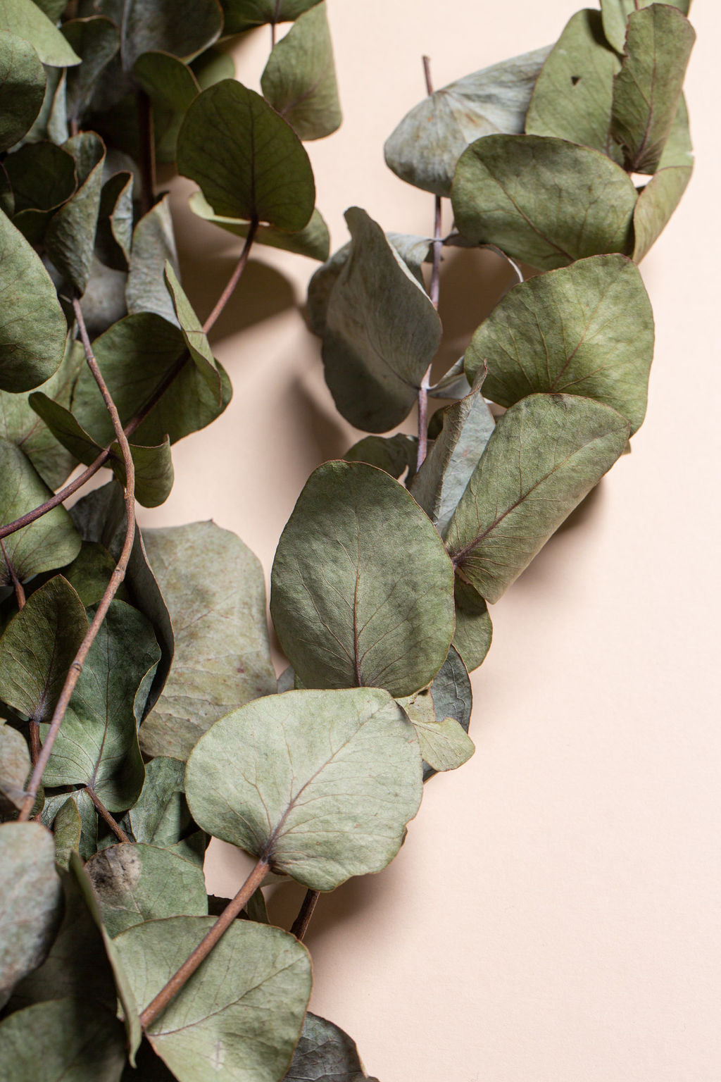 DRIED EUCALYPTUS BUNCH