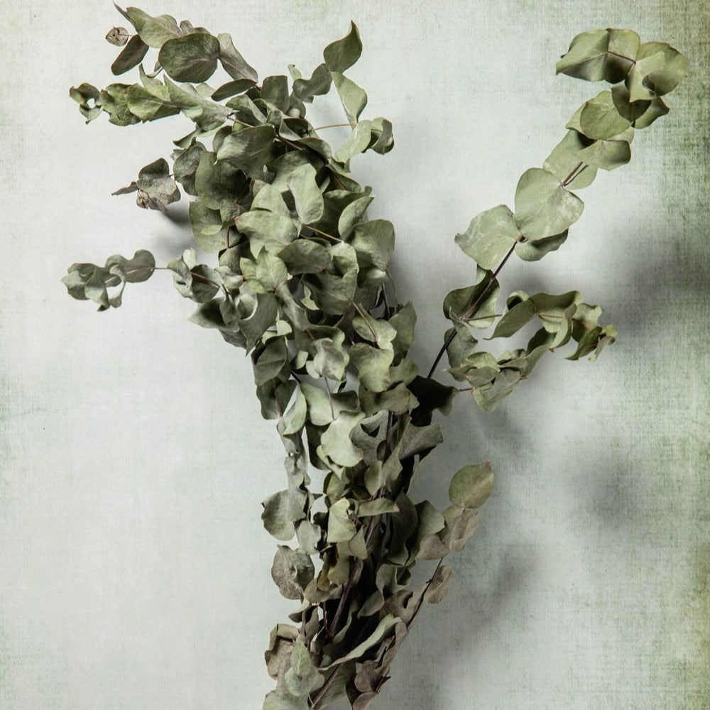 DRIED EUCALYPTUS BUNCH
