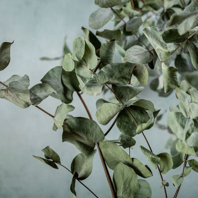 DRIED EUCALYPTUS BUNCH