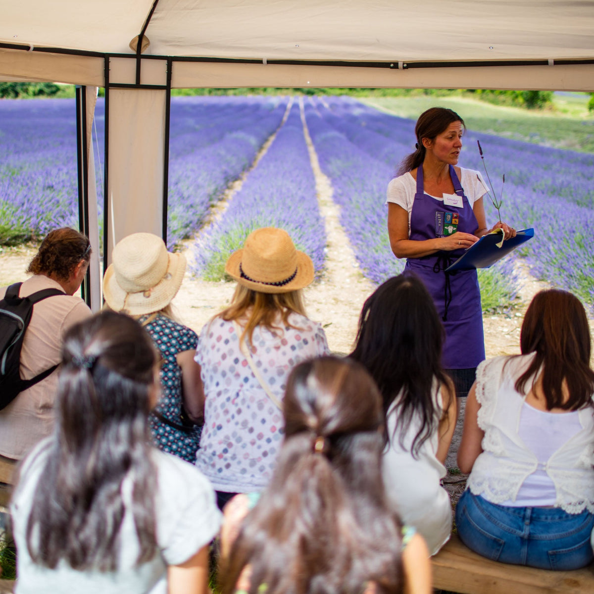 GUIDED LAVENDER FIELD &amp; DISTILLERY TOUR