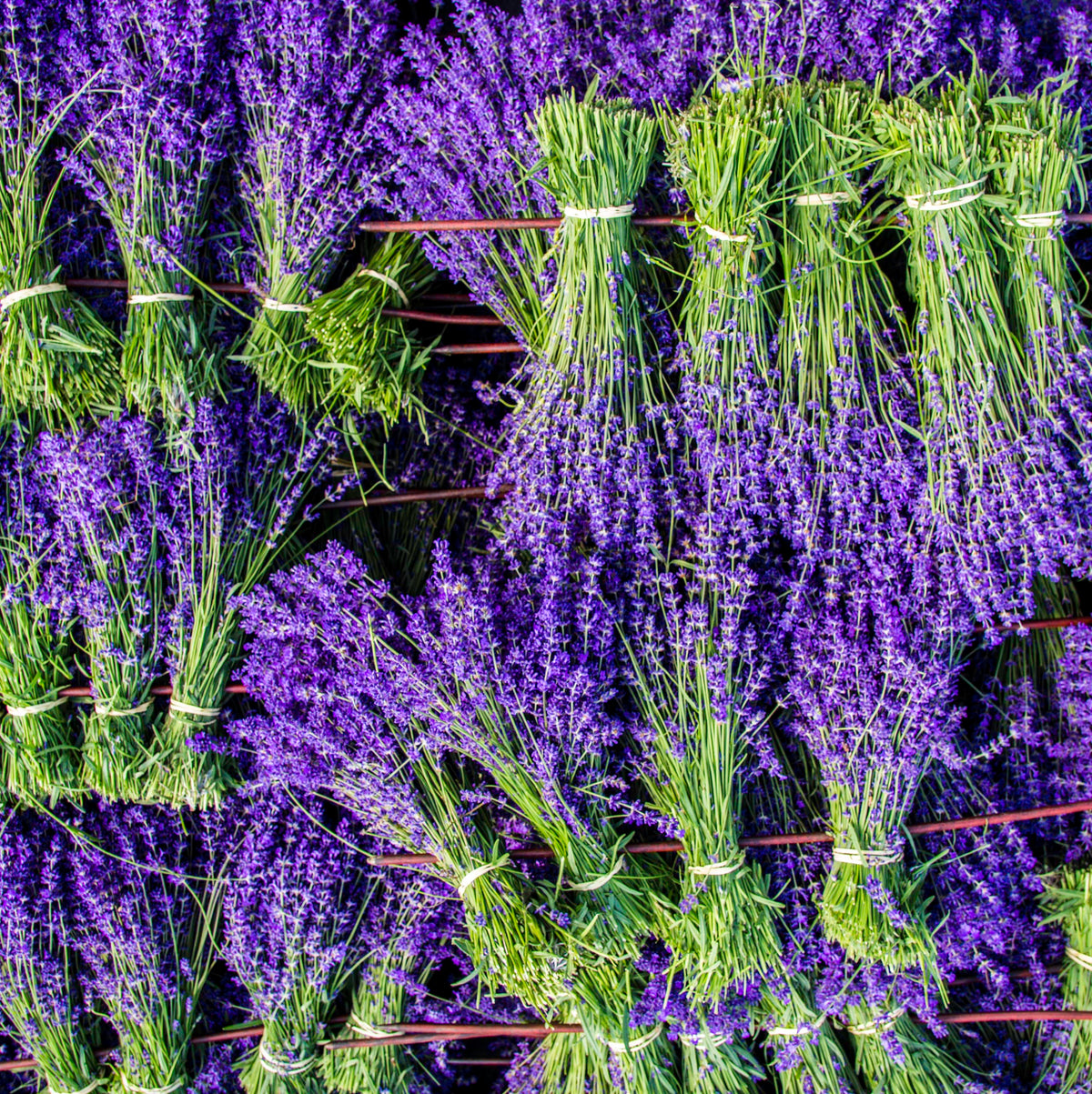 'FOLGATE' - LAVENDER PLANTS FOR THE GARDEN - 2LTR