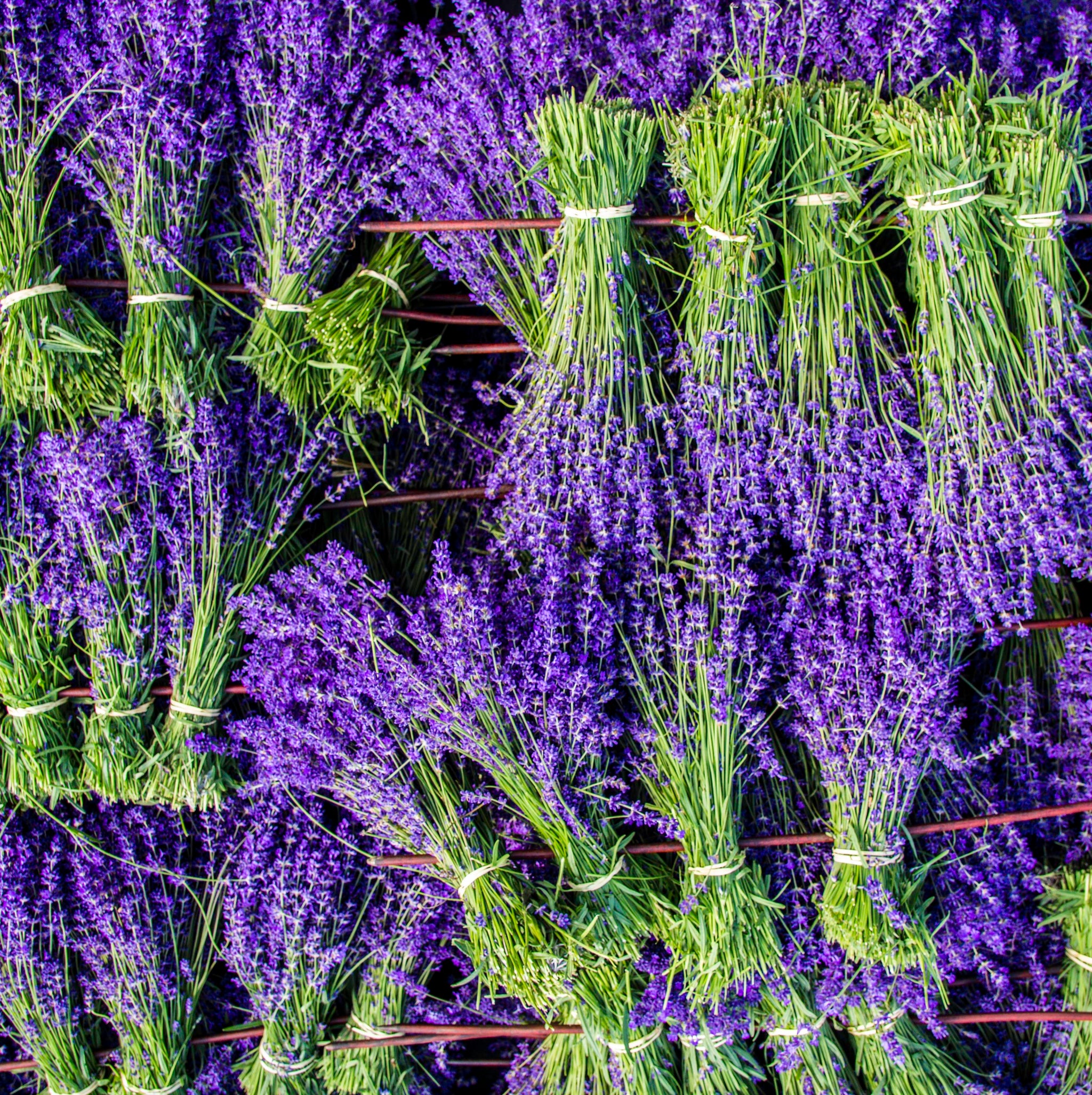 where to buy lavender plants FOLGATE' LAVENDER PLANTS FOR THE GARDEN - 1LTR