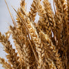 GOLDEN WHEAT BUNCHES