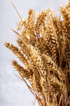 WHEAT SHEAF - NATURAL GOLDEN