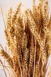 GOLDEN WHEAT BUNCHES