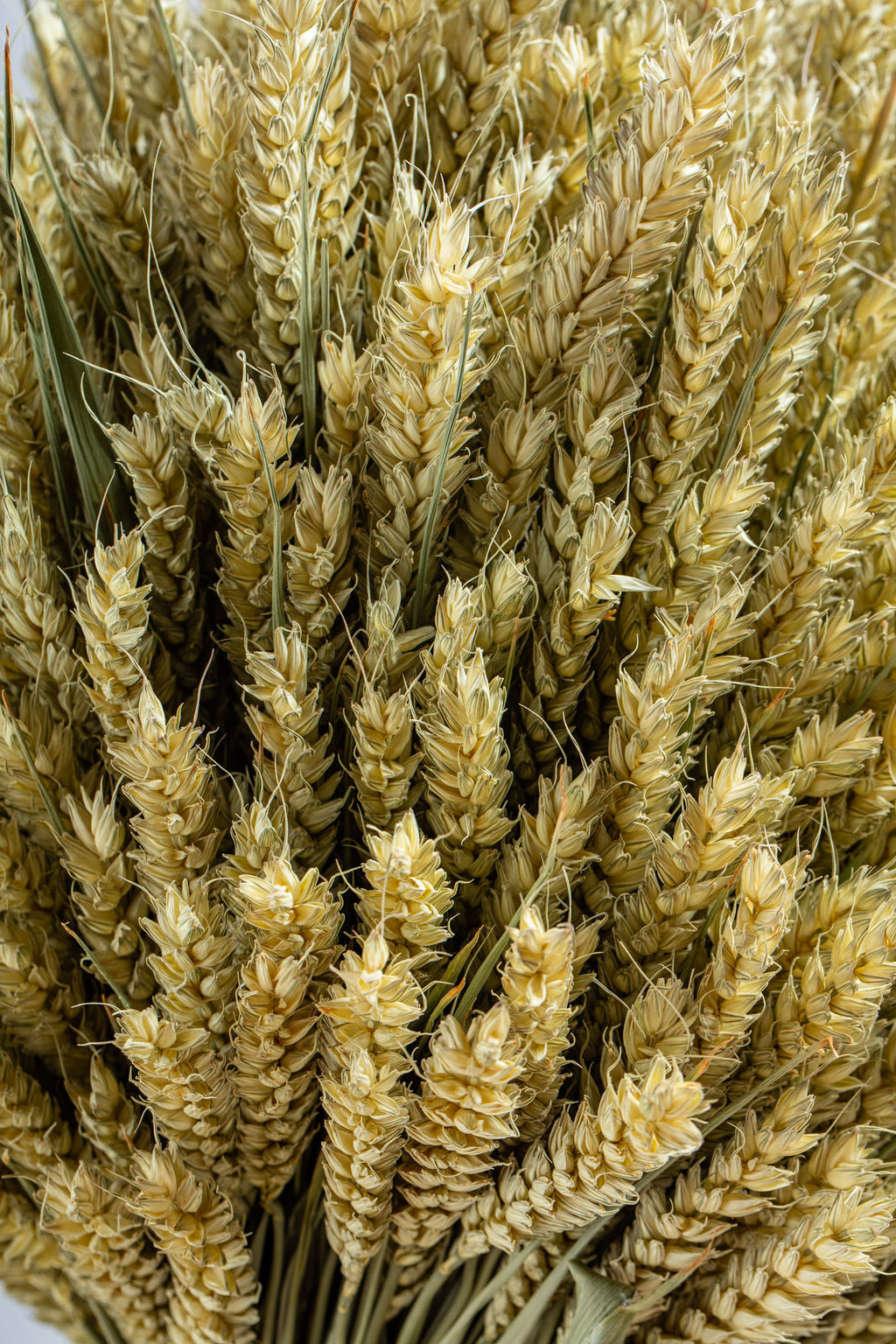 WHEAT STOOK - GREEN