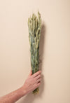 CASTLE FARM GREEN WHEAT BUNCHES