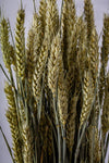 CASTLE FARM GREEN WHEAT BUNCHES