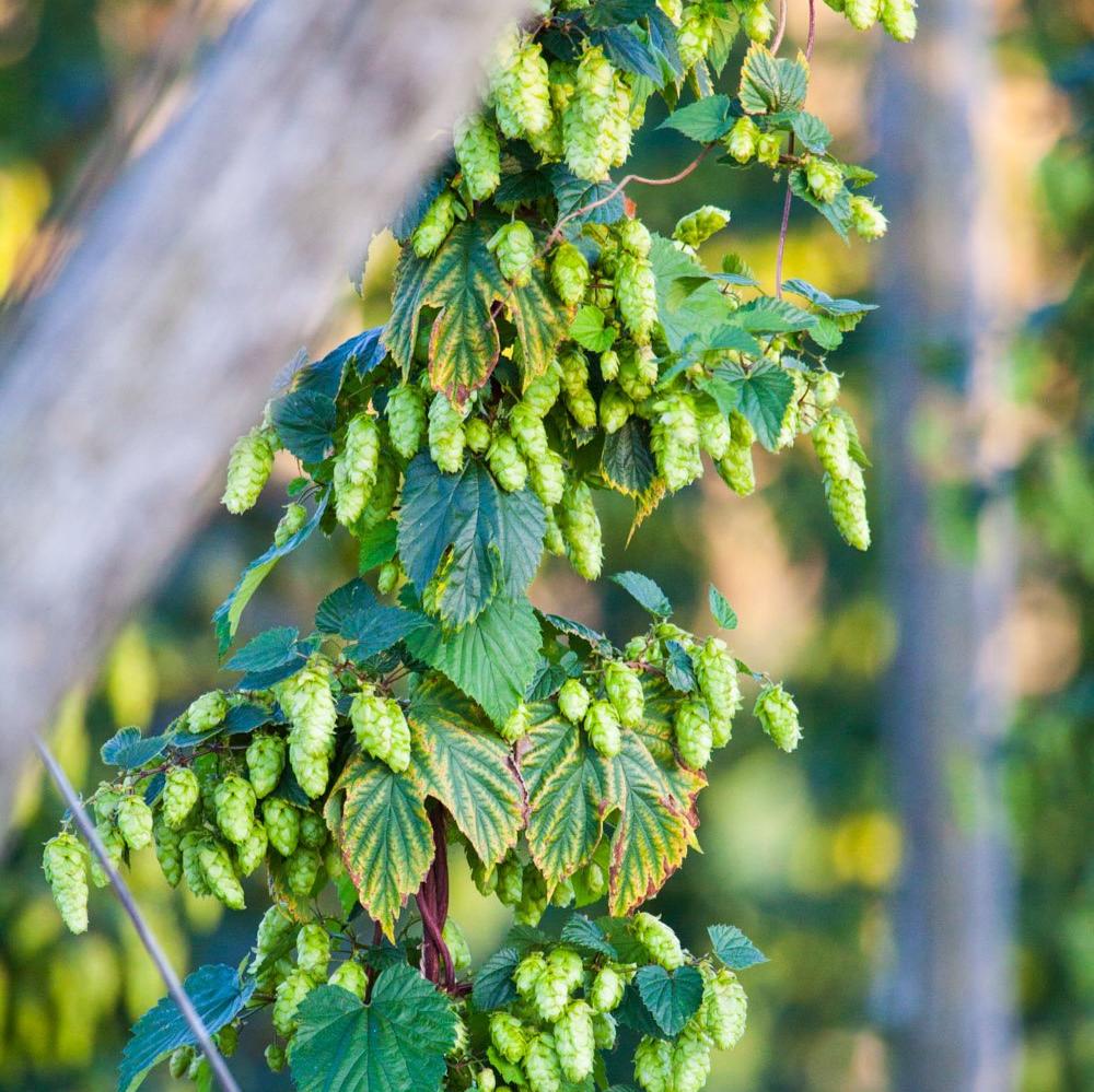 FRESH HOP BINE FOR PRE-ORDER