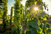 HOP PLANTS - FOR DESPATCH