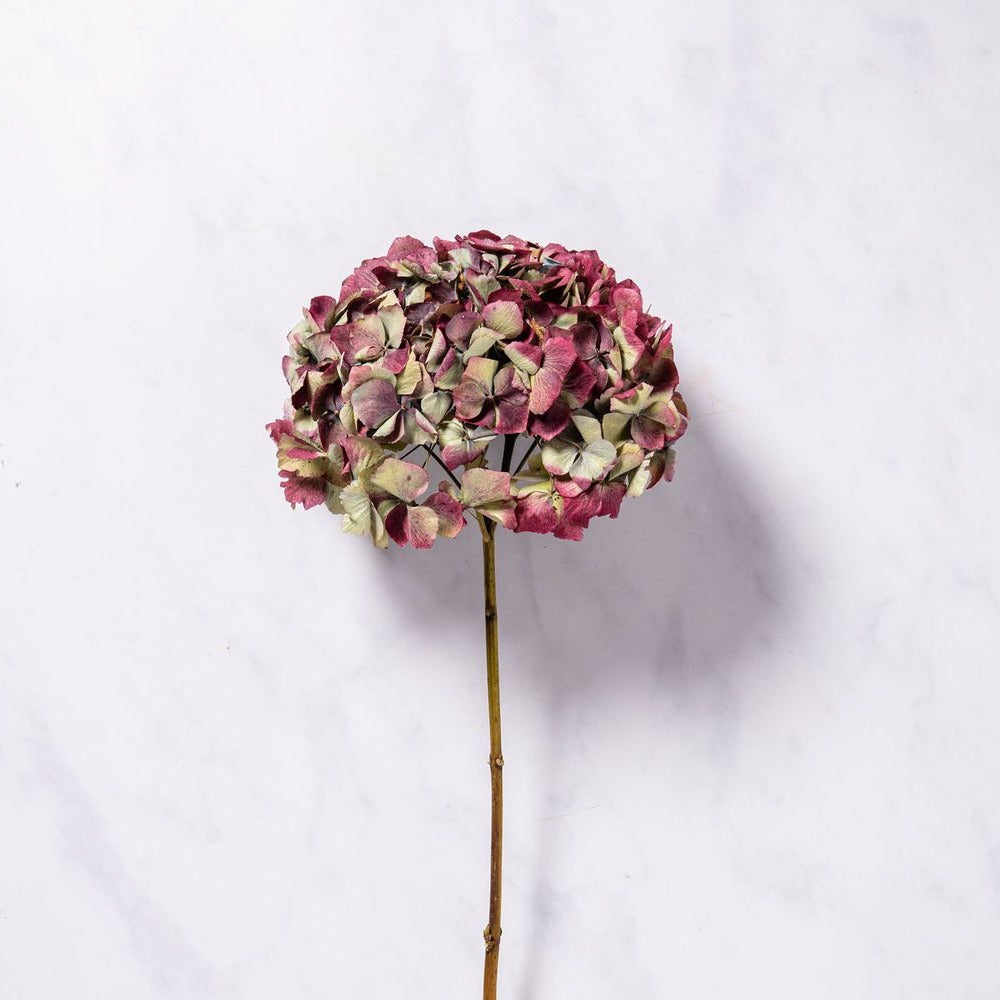 DRIED HYDRANGEA - RED