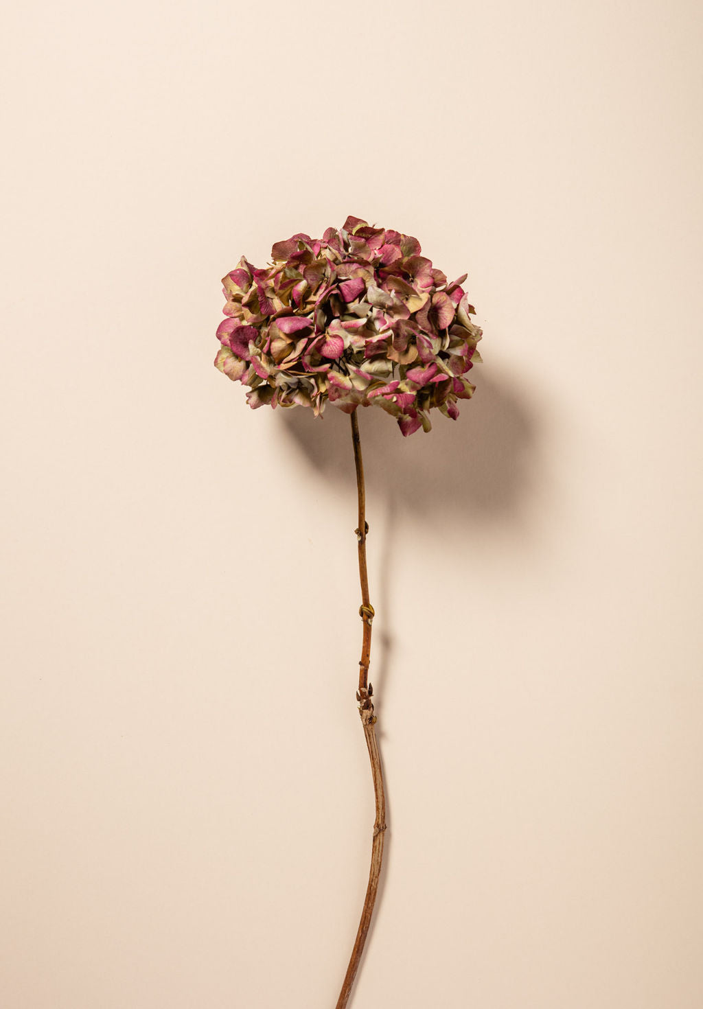 DRIED HYDRANGEA - RED