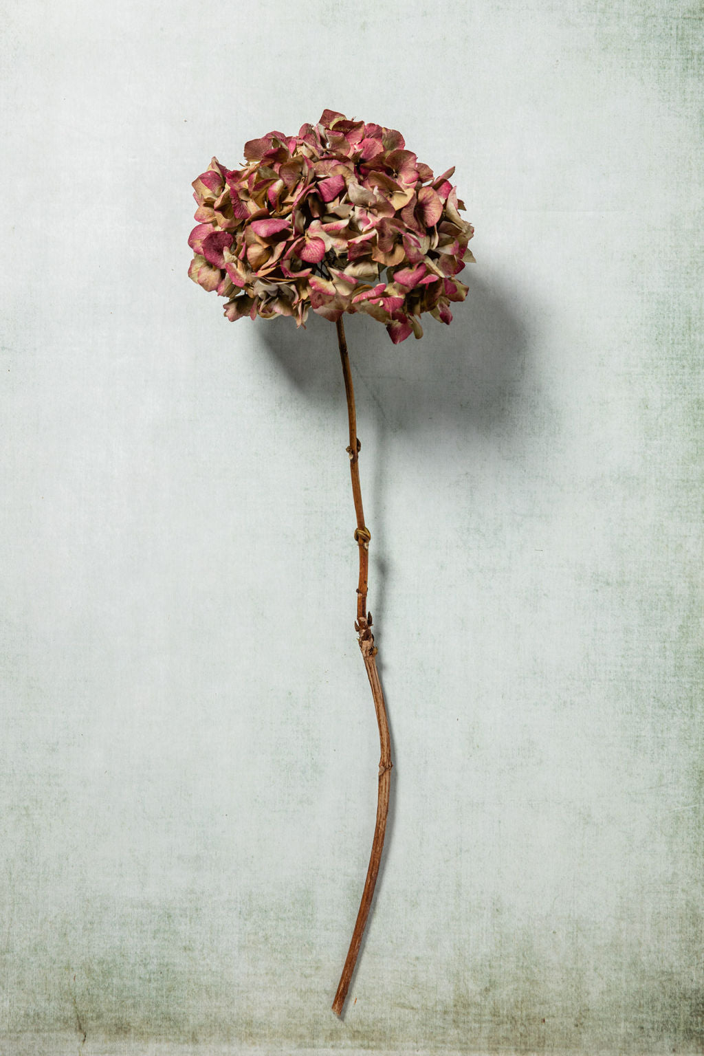 DRIED HYDRANGEA - RED