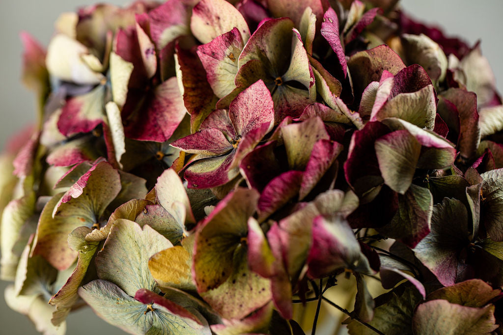 DRIED HYDRANGEA - RED