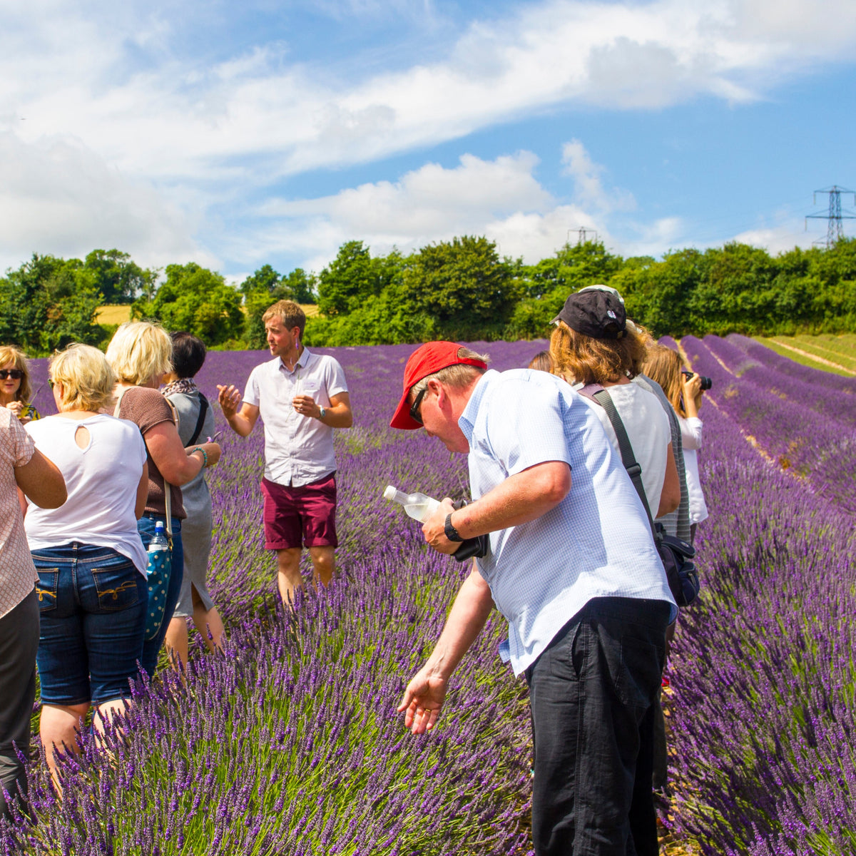GUIDED LAVENDER FIELD &amp; DISTILLERY TOUR