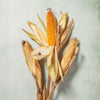 DECORATIVE CORNCOBS or &#39;MAIZE&#39;