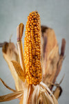 DECORATIVE CORNCOBS or &#39;MAIZE&#39;