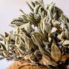 DRIED SAGE