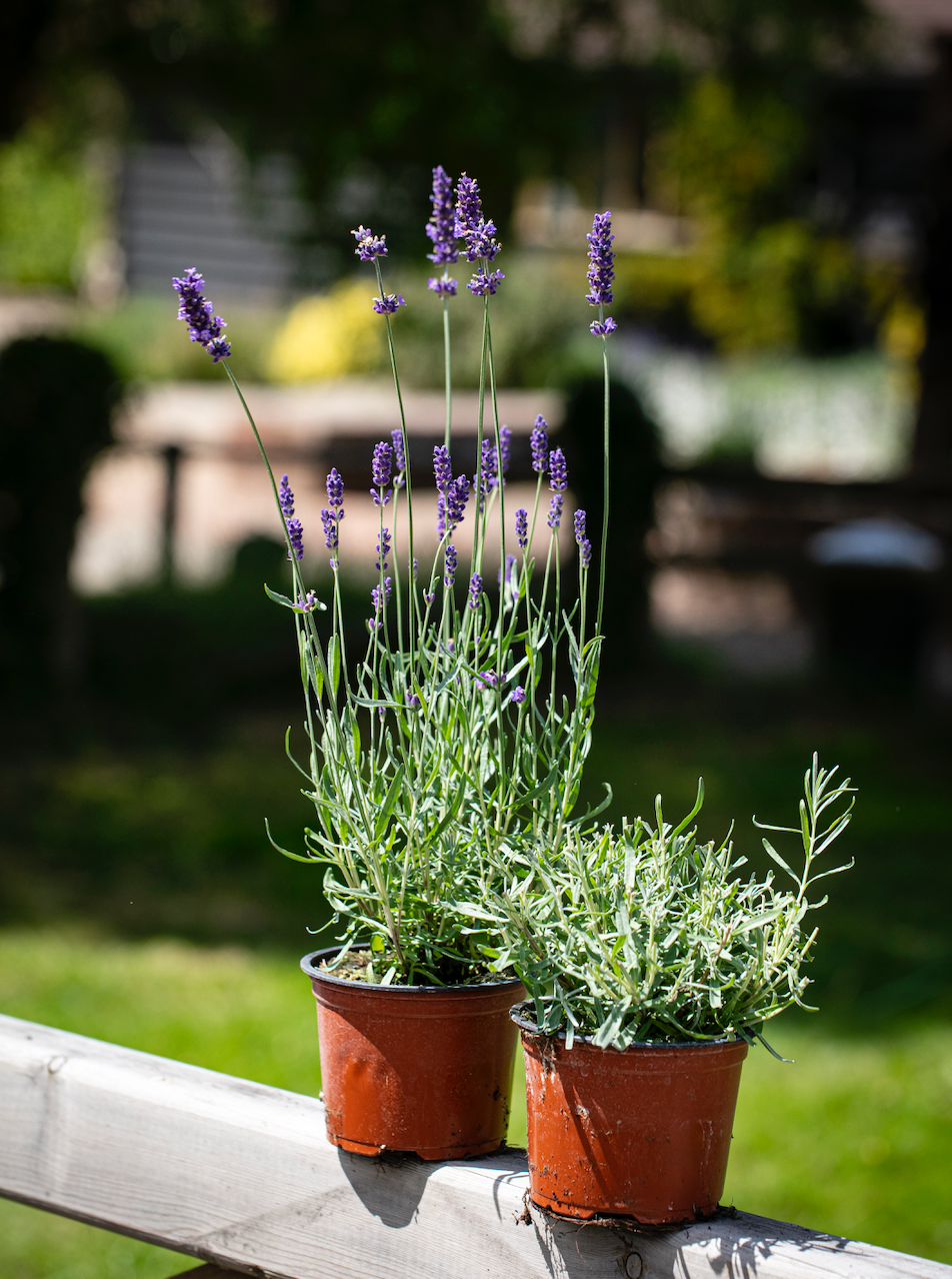 'FOLGATE' - LAVENDER PLANTS FOR THE GARDEN - 2LTR