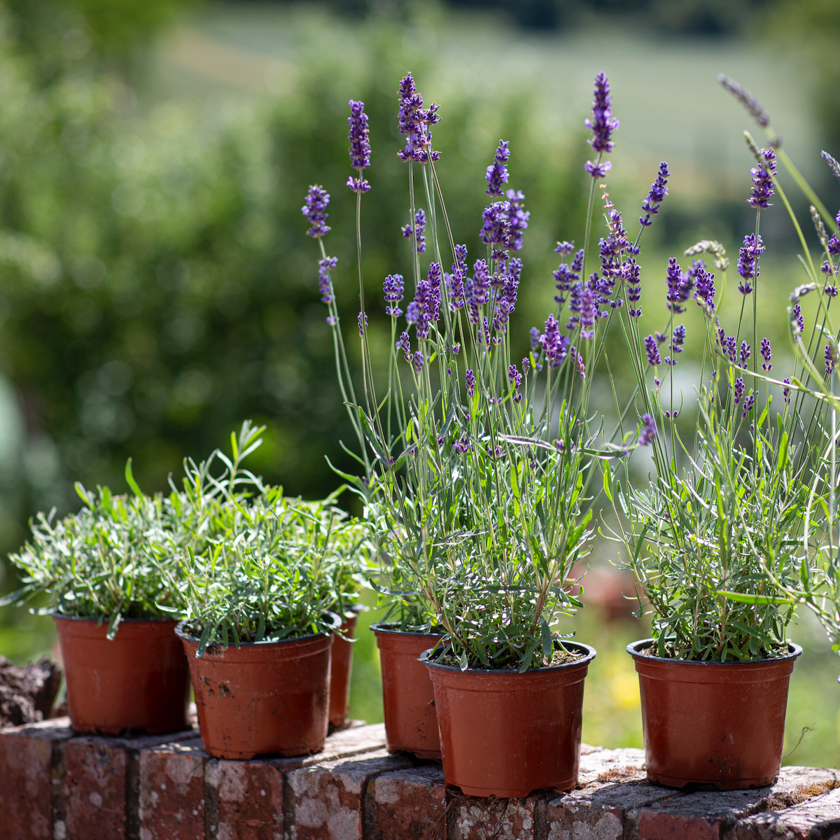 'FOLGATE' - LAVENDER PLANTS FOR THE GARDEN - 2LTR