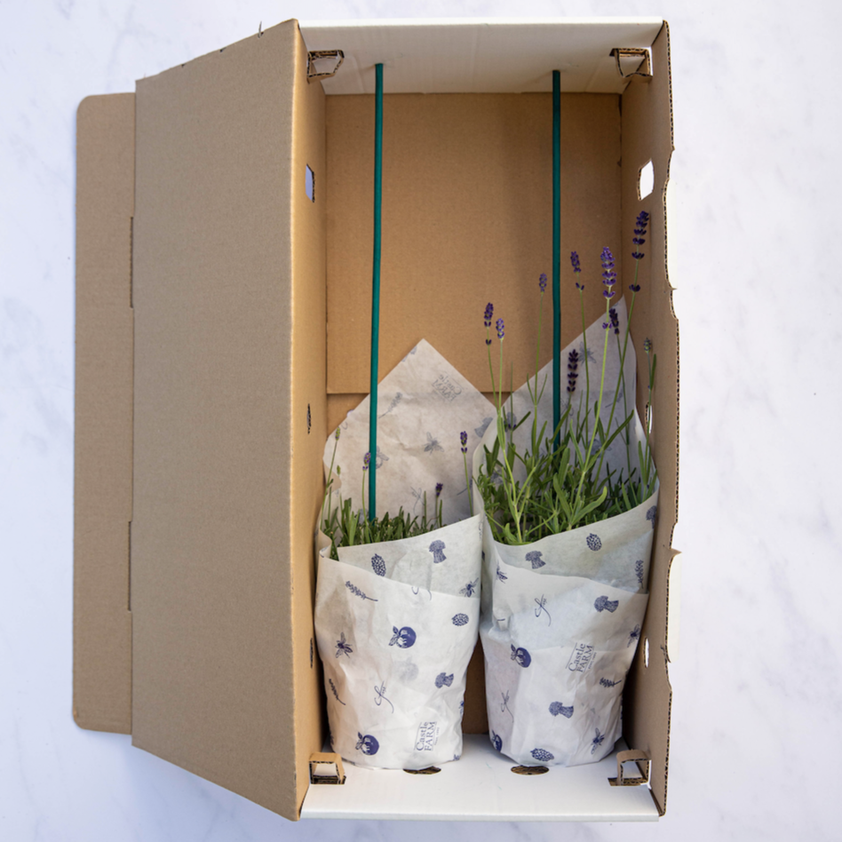'FOLGATE' - LAVENDER PLANTS FOR THE GARDEN - 2LTR