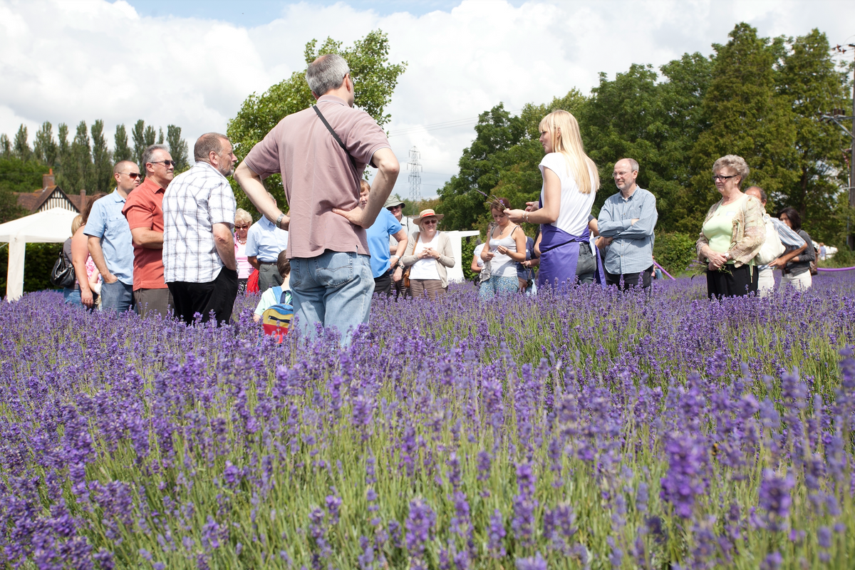 GUIDED LAVENDER FIELD &amp; DISTILLERY TOUR