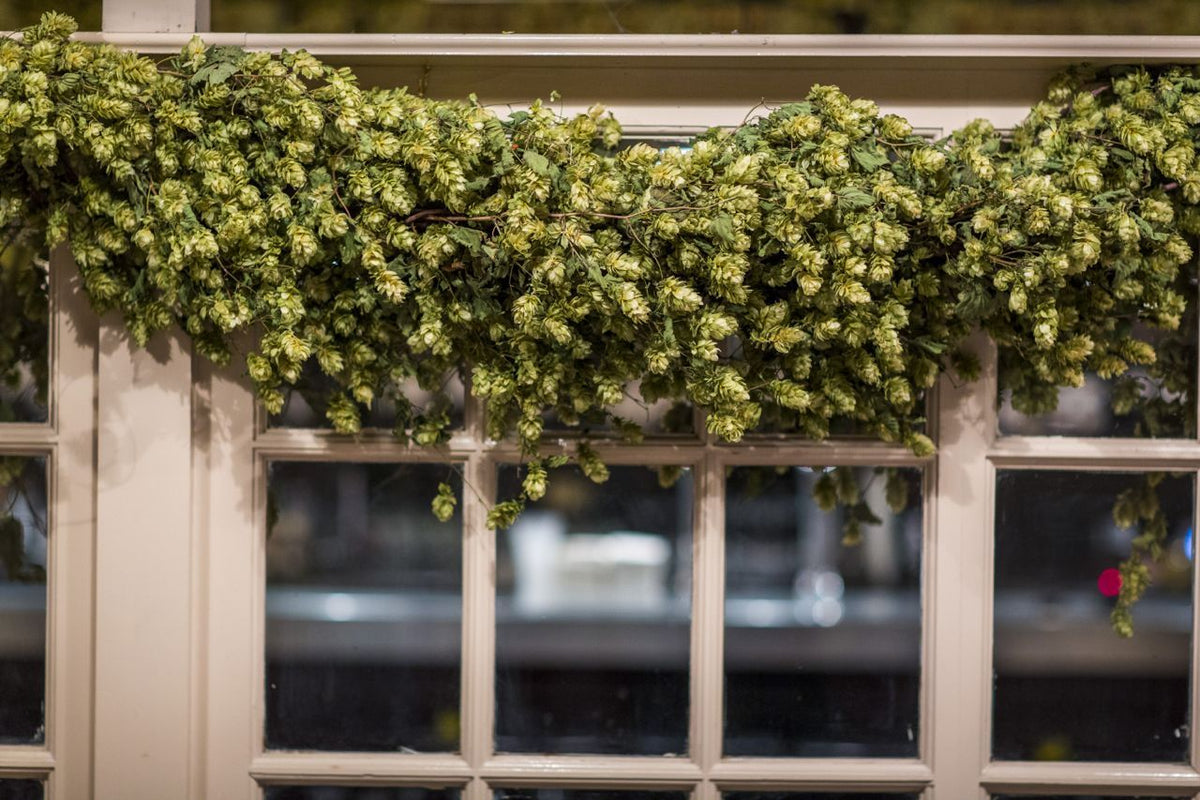 DRIED HOP BINE