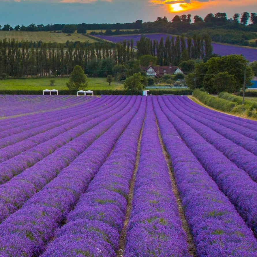 'FOLGATE' - LAVENDER PLANTS FOR THE GARDEN - 2LTR